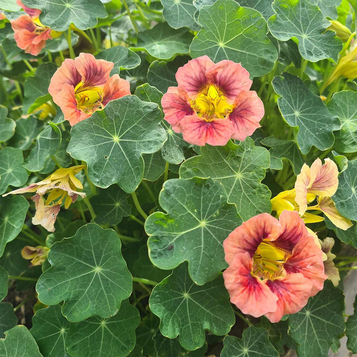 Purple Emperor Nasturtium Seeds – 50+ Deep Burgundy Blooms for Borders, Containers & Pollinator Gardens