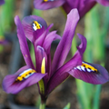 Iris Reticulata J.S. Dijt 4-8" Live Flower Bulbs - 10 Pack (Purple Dwarf Iris)