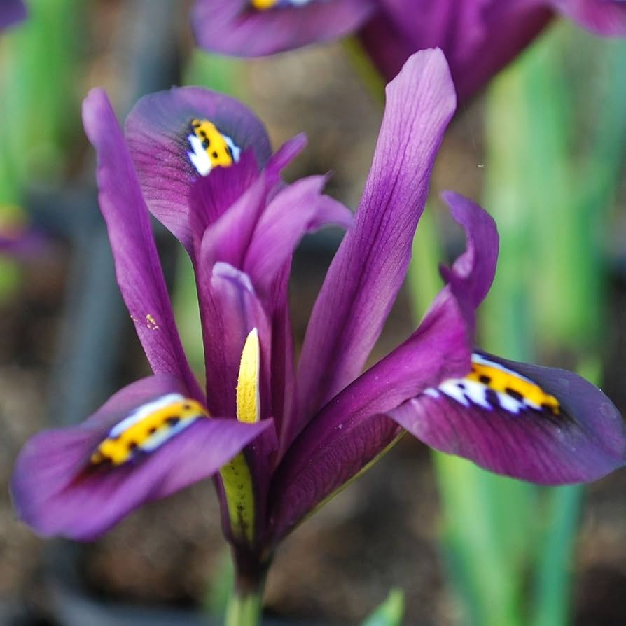 Iris Reticulata J.S. Dijt 4-8" Live Flower Bulbs - 10 Pack (Purple Dwarf Iris)