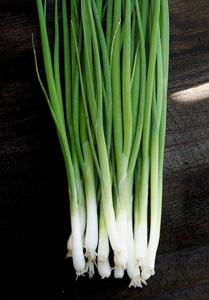 Onion Evergreen Bunching Seeds - Allium fistulosum | Green Onion Seed (250mg)