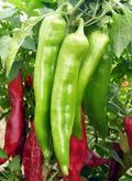 25 Hatch Big Jim Pepper Seeds – Capsicum annuum, Mild-Medium Heat, Heirloom