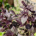 Dark Opal Basil Seeds | Heirloom, Non-GMO | Deep Purple Leaves, 65 Days to Maturity