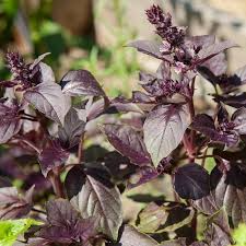 Dark Opal Basil Seeds | Heirloom, Non-GMO | Deep Purple Leaves, 65 Days to Maturity