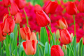 Tulip World’s Fire Darwin Hybrid Tulips - 5-Pack, 55 cm Tall Live Flower Bulbs