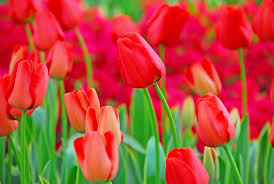 Tulip World’s Fire Darwin Hybrid Tulips - 5-Pack, 55 cm Tall Live Flower Bulbs