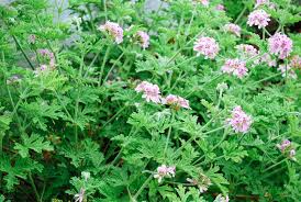 Citrosa Geranium Seeds (Pelargonium citrosum) – 25+ Seeds | Mosquito-Repellent Perennial