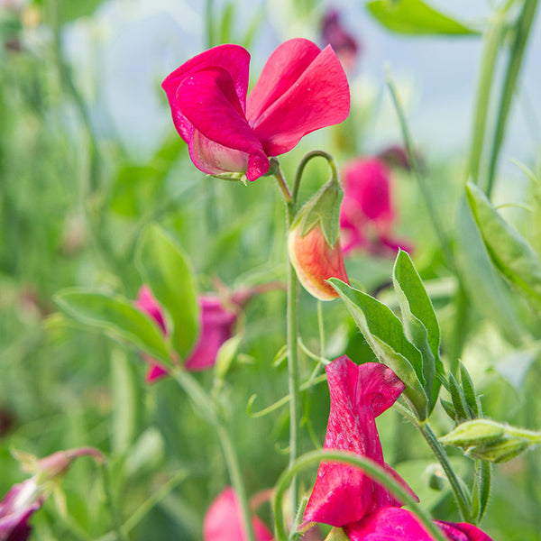 King Edward VII Sweet Pea Seeds - Crimson Red, Climbing Vine, 50+ Seeds