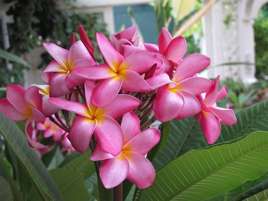Pink Hawaiian Plumeria Fresh Cutting - No Root, Ready to Plant