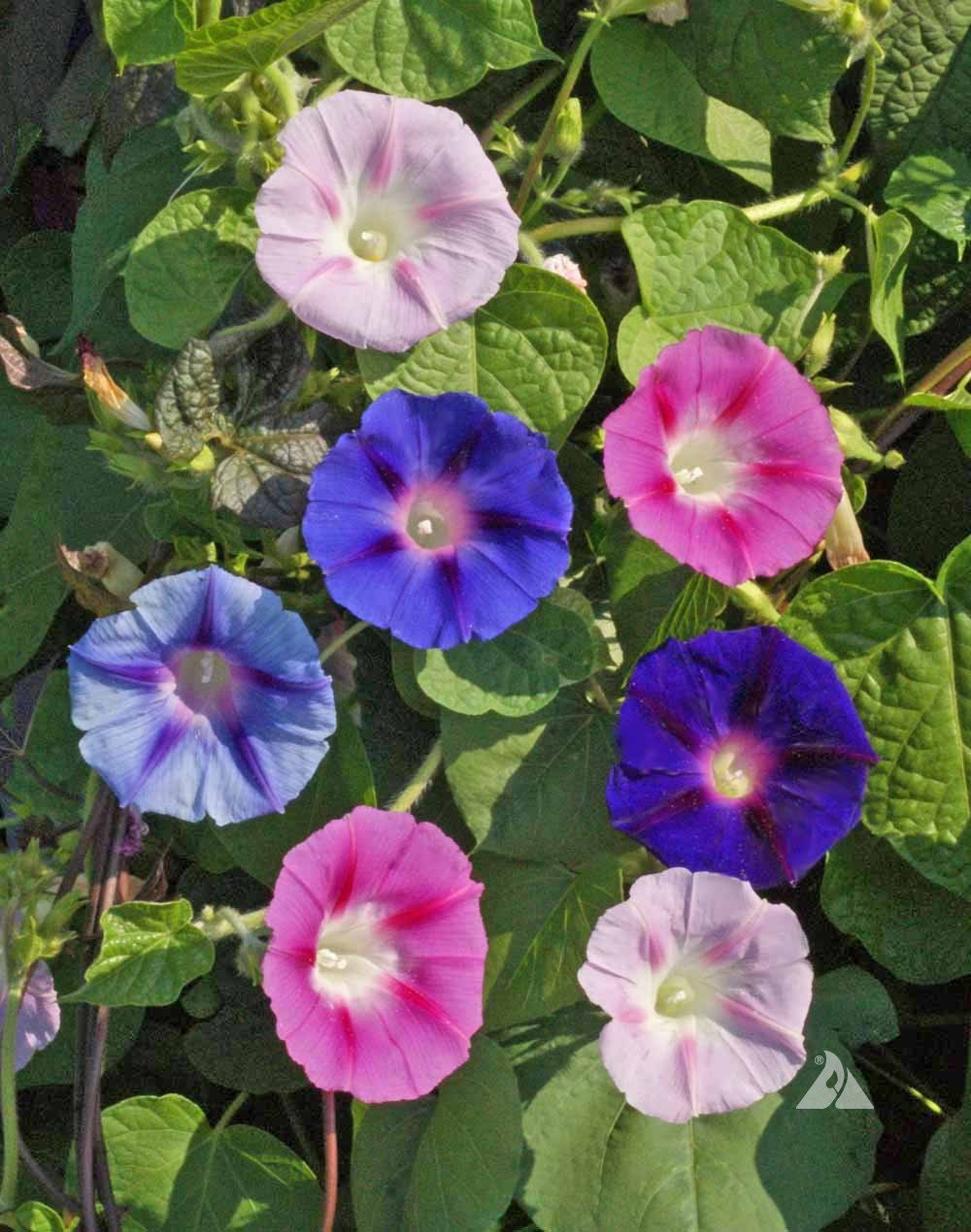 Morning Glory Vine Seeds Mix - 100 Heirloom Ipomoea Seeds, Non-GMO, Mixed Colors
