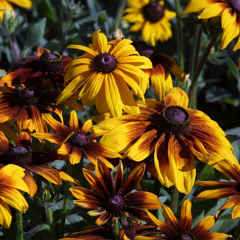 Rudbeckia Hirta (Gloriosa Daisy) Seeds - 25 Non-GMO, Pollinator Flower