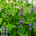 500 Chia Seeds Salvia hispanica - Heirloom Herb Seeds for Sprouting & Pollinator Gardens