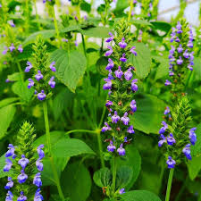 500 Chia Seeds Salvia hispanica - Heirloom Herb Seeds for Sprouting & Pollinator Gardens