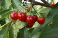 Penny Cherry Seeds - 10+ Self-Fertile, Cold-Hardy Cherry Tree Seeds