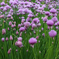 500 Garlic Chive Seeds - Heirloom Perennial Allium tuberosum | Easy to Grow