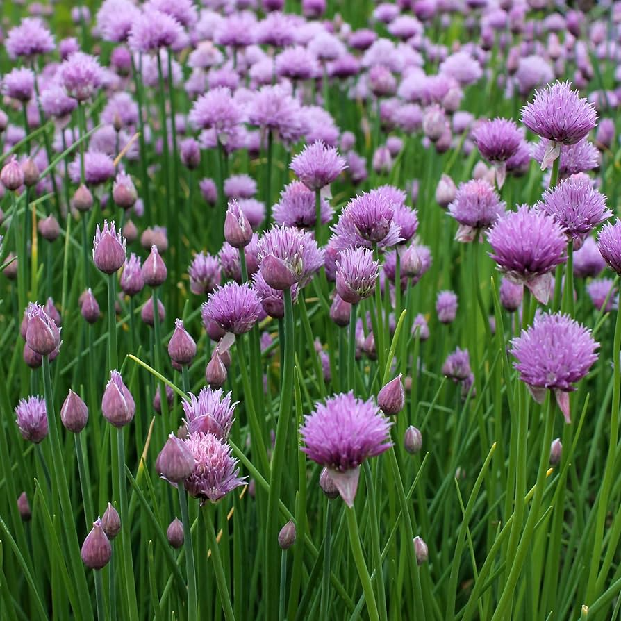 500 Garlic Chive Seeds - Heirloom Perennial Allium tuberosum | Easy to Grow