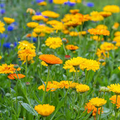 Calendula Pacific Beauty Mix Seeds - 100 Non-GMO Heirloom Pot Marigold for Edible Flowers