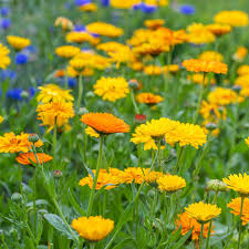 Calendula Pacific Beauty Mix Seeds - 100 Non-GMO Heirloom Pot Marigold for Edible Flowers