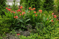 Canna Lily Orange Wyoming | 1 Live Bulb | Tall Perennial with Purple Leaves