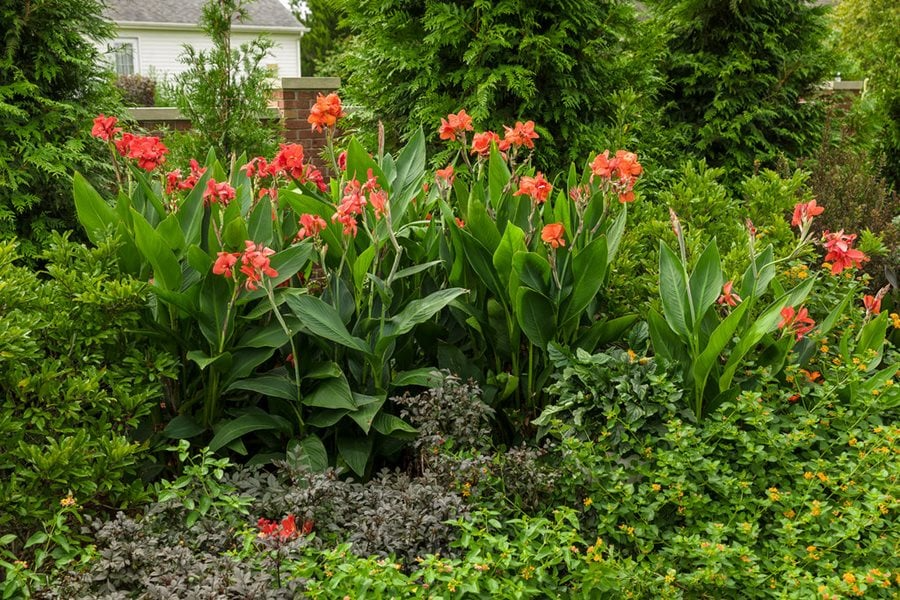 Canna Lily Orange Wyoming | 1 Live Bulb | Tall Perennial with Purple Leaves