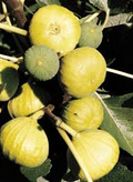 White Marseille Fig Unrooted Cuttings (6) - Ficus carica, Edible Sweet White Fig Propagation