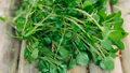 Watercress Cuttings with Roots - 10 Live Starter Plants