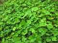 Pennywort Centella asiatica Bare Root - 15 Live Plants for Water Gardens