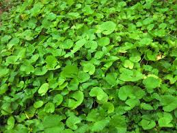 Pennywort Centella asiatica Bare Root - 15 Live Plants for Water Gardens