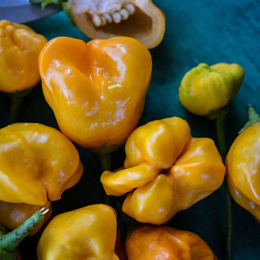 Aji Mango Pepper Seeds (Capsicum baccatum) – Heirloom, Non-GMO, 15 Seeds