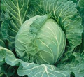 Cabbage Copenhagen Market Seeds - 1g, Heirloom, Compact Green Heads, Cold Hardy