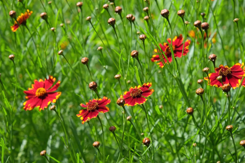 Coreopsis plains tall red Seeds (500) – Coreopsis tinctoria, Non-GMO Heirloom Wildflower