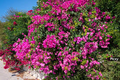 Bougainvillea glabra 7 Fuchsia Pink Unrooted Cuttings 6" - Easy Propagation