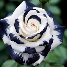 20pcs Black & White Rose Seeds - Two-Tone Perennial Rosa Hybrid | Easy to Grow