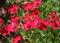 Scarlet/Red Flax (Linum grandiflorum) Seeds - 500 Non-GMO, Annual, Pollinator-Friendly