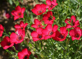 Scarlet/Red Flax (Linum grandiflorum) Seeds - 500 Non-GMO, Annual, Pollinator-Friendly
