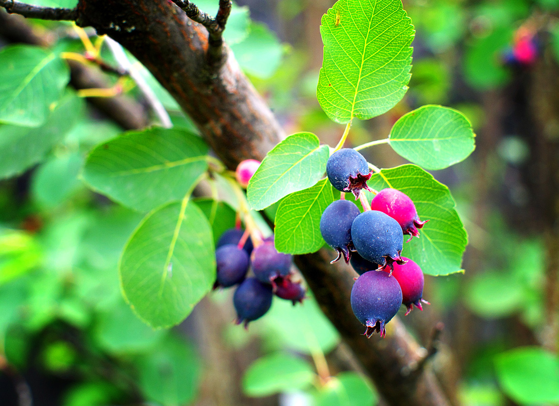 Saskatoon Serviceberry Tree Amelanchier alnifolia Bare Root Plant 1-2 ft