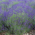 Lavender True English Vera Seeds (Lavandula angustifolia) - 500 Seeds, Fragrant Perennial