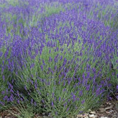 Lavender True English Vera Seeds (Lavandula angustifolia) - 500 Seeds, Fragrant Perennial