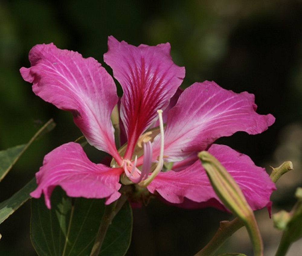 10 Seeds Bauhinia Purpurea Purple Orchid Tree Seeds
