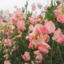Candyfloss Sweet Pea Seeds - Blush Pink Climbing Vine, 50+ Seeds