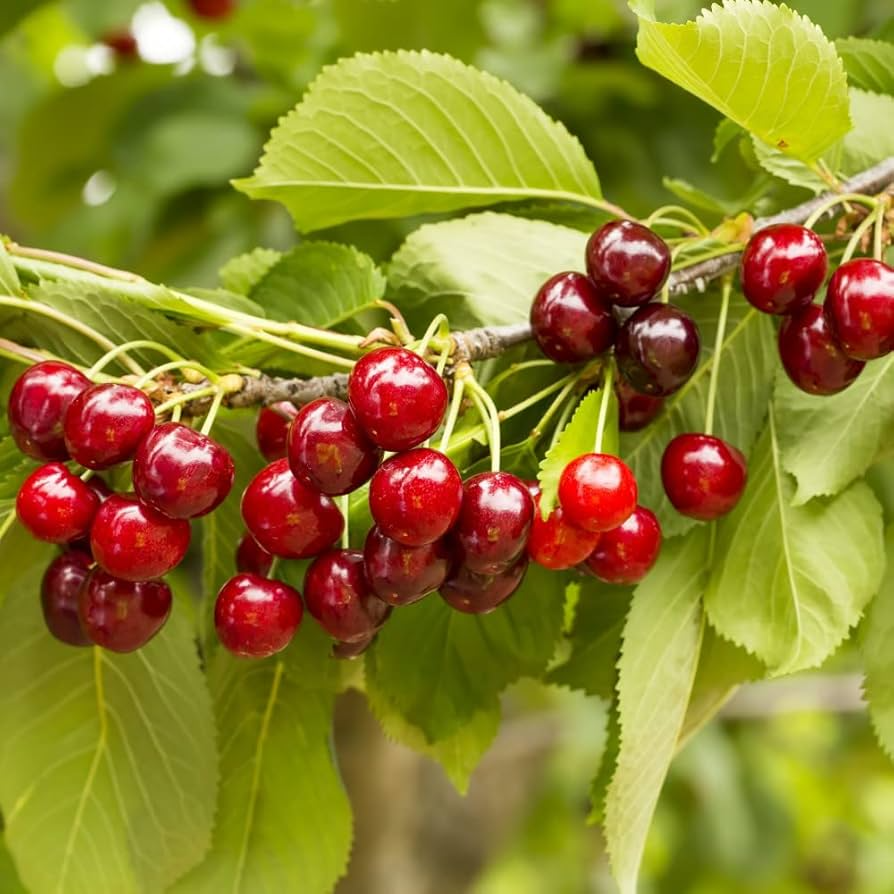 Sylvia Cherry Seeds – 10+ Self-Fertile, Dwarf Cherry Tree Seeds for Home Gardens