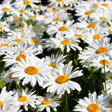 Daisy Shasta Leucanthemum × superbum - 1000 Seeds, Classic Perennial White Flowers