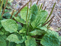 Plantago Major Broadleaf Plantain - Bare Root Starter Plants (2) | Easy Care Perennial Herb