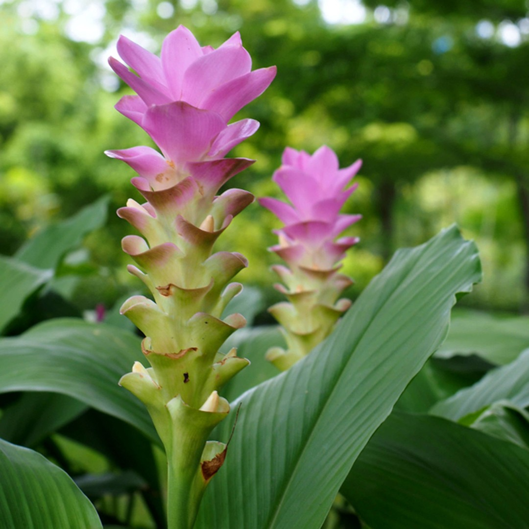 Yellow Turmeric Plant Curcuma longa | 5-10 inch Starter Live Plant