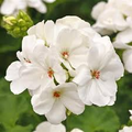 White Zonal Geranium Cuttings — 6" Unrooted Live Plant, Pelargonium zonale, Zones 10-11