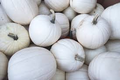 Valenciano Pumpkin Seeds (Cucurbita pepo) - White Heirloom, 5 Seeds