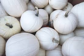 Valenciano Pumpkin Seeds (Cucurbita pepo) - White Heirloom, 5 Seeds