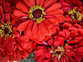 ZINNIA WILL ROGERS Hummingbird Red Seeds - 200 Seeds, Zinnia elegans, Pollinator Friendly