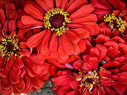 ZINNIA WILL ROGERS Hummingbird Red Seeds - 200 Seeds, Zinnia elegans, Pollinator Friendly