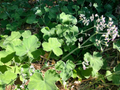 3 Rare Fuzzy Mint Scented Pelargonium Geranium Unrooted Cuttings