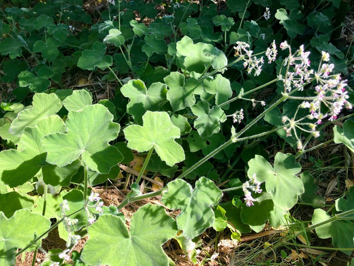 3 Rare Fuzzy Mint Scented Pelargonium Geranium Unrooted Cuttings